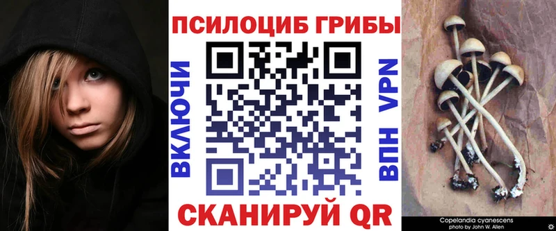 где можно купить   блэк спрут зеркало  Галлюциногенные грибы Psilocybe  Южноуральск 